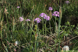 Majviva, Primula farinosa